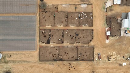 Pitseng feedlot farm near Jwaneng, Botswana, Africa