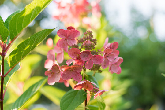Paniculate hydrangea variety Wim's Red with beautiful bright pink inflorescences in autumn in the garden