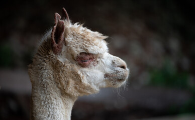 Young llama on the meadow. © gljivec