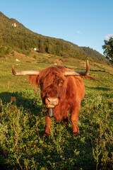 Highland cow on the meadow.