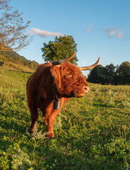 Highland cow on the meadow.