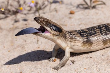 Australian Western Blue-tongue Lizard showing it's bright blue tongue