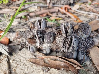 Banksia Seed pod on the ground in leaf litter