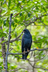 Common black hawk (Buteogallus anthracinus) is a bird of prey in the family Accipitridae. Curu Wildlife Reserve, Costa Rica wildlife
