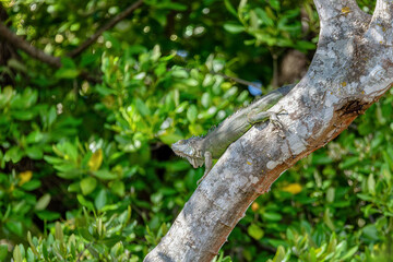 Green iguana (Iguana iguana) on tree in tropical rainforest, Rio Tempisque Guanacaste, Costa Rica wildlife