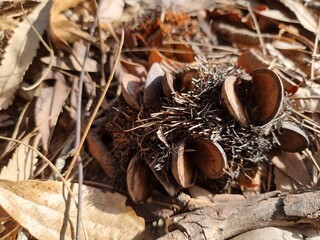 Banksia Seed pod on the ground in leaf litter