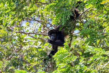 Mantled howler (Alouatta palliata) or golden-mantled howling monkey, feeding on tree, river Rio...