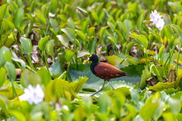 Bird Northern Jacana (Jacana spinosa), Rio Curu - An elegant wader bird in the wild. Wildlife and birdwatching in Costa Rica.
