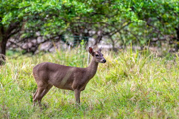 Naklejka na ściany i meble White-tailed deer (Odocoileus virginianus), also known commonly as the whitetail and the Virginia deer. Curu Wildlife Reserve, Costa Rica wildlife