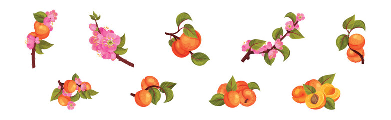 Fresh Apricot Tree Branch as Garden Plant Vector Set