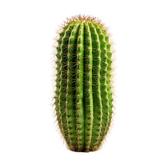 Naklejka premium Cactus Isolated on Transparent or White Background, PNG