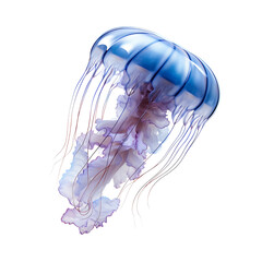 Jellyfish Isolated on Transparent or White Background, PNG