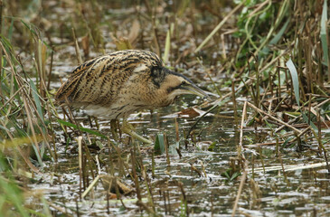 A rare hunting Bittern, Botaurus stellaris, searching for food in a reedbed at the edge of a lake.