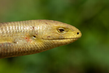 European Glass Lizard (Pseudopus apodus) close up photography