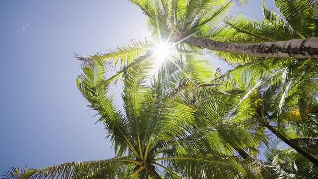 Palm trees road against sky. Driving through palm trees on beverly POV Camera looking up view under sunny. wide shot Text Space area.