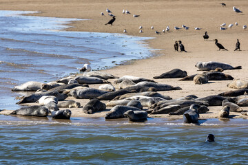 Seehunde auf Sandbank in der Nordsee