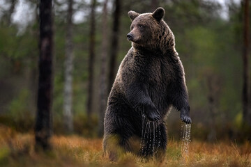 Brown bear standing in the bog with forest background - 653121484