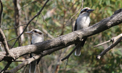 Two Laughing Kookaburras (Dacelo novaeguineae) perched on a tree branch