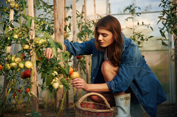 Fototapeta na wymiar Picks tomatoes. Beautiful young woman is gardening