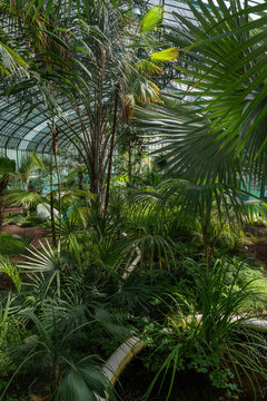 Tropical plants in a Greenhouse at the Jardin des Serres d'Auteuil in summer. This botanical gaden is a public park located in Paris, France