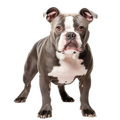 Fototapeta premium American bully dog on transparent background.