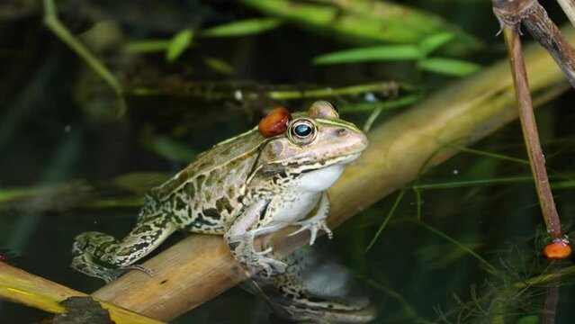Daruma pond frog (Pelophylax porosus) in a pond water beathing side view