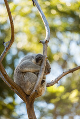 A koala sleeping in the fork of a gum tree branch in the shade.
