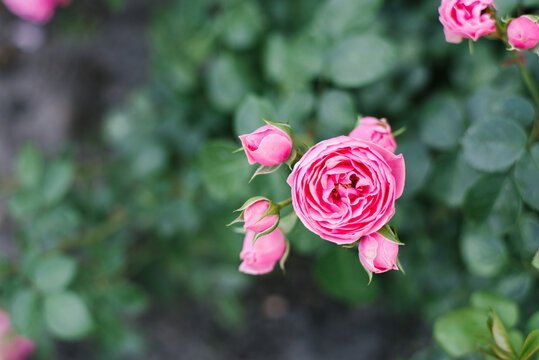 Young roses floribunda Pomponella in summer in the garden