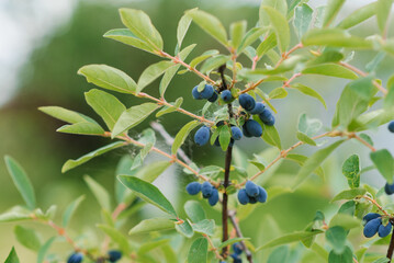 Organic honeysuckle berries on a bush in the garden in summer