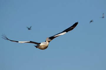 Australian Pelican in flight