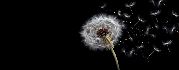 Dandelion scatters into white umbrellas, seeds on a black background. 