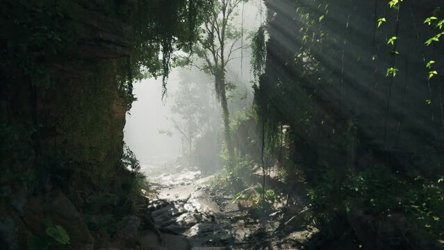 A stream running through a lush green forest