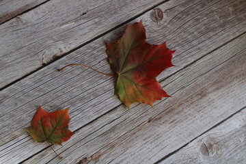 Naklejka na ściany i meble two maple colored autumn leaves on a wooden background