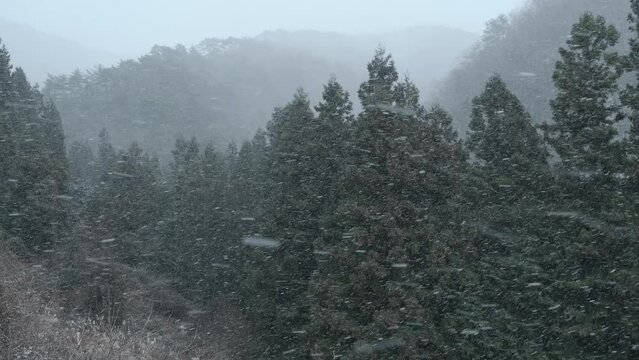 森の中で雪が降る冬の風景　香川県の竜王山