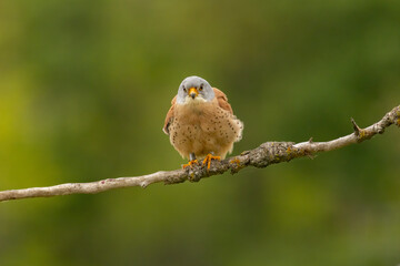Male lesser kestrel brring different food (insects, mice, voles) for baby in nest