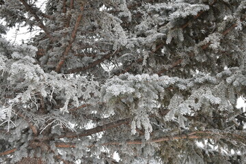 frozen pine trees