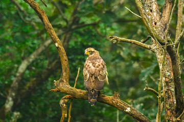 An eagle perched on a branch, Shot on 02.12.2020, Kodagu, Karnataka, India