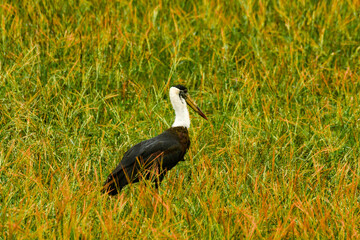 The Asian woolly-necked stork or Asian woollyneck (Ciconia episcopus) is a species of large wading bird in the stork family Ciconiidae. Shot on 28.09.2023, india