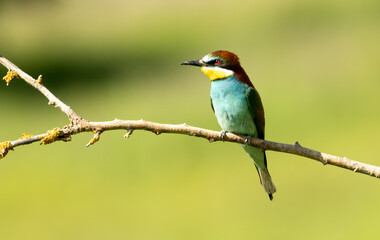 Common Bee-eater is one of the most beautiful bird in Europe