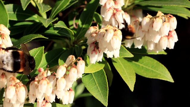  flower pieris japonica, april, garden, springtime 
