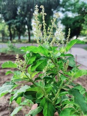 tulsi plant in the flower pot
