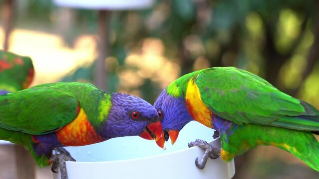 Wild Rainbow Lorikeets, trichoglossus moluccanus gathered around bowl of sweet nectars, feeding experience with Australian native wildlife parrot bird species, handheld close up shot.