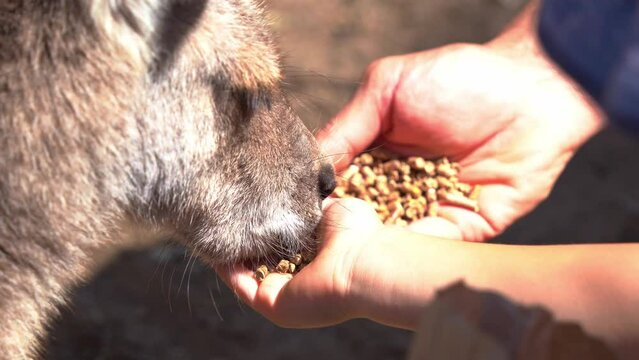 Young child and his father hand feeding a kangaroo with roo feeds on their hands, close up shot of animal encounter with native Australian species.