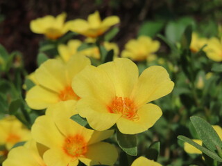 Fototapeta na wymiar 黄色の花壇