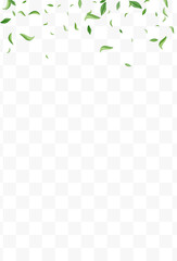 Lime Foliage Tea Vector Transparent Background
