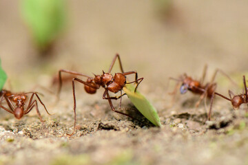 Worker leafcutter ant [Atta cephalotes] cutting a leaf of Arachis pintoi, an inedible peanut. Between her jaws she has a drop of liquid, the purpose of which is still under discussion among scientists