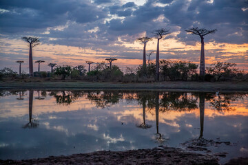 Beautiful Baobab trees at sunset at the avenue of the baobabs in Madagascar