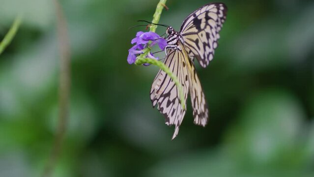 Close up view of a tree nymph butterfly moving on a purple flower.