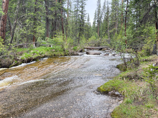 Mountain river in the forest. Mountain river in the taiga.