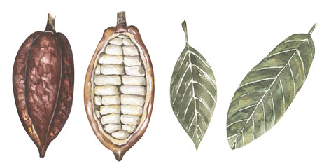Watercolor Red Cacao pod and leaves illustration set, cocoa beans clipart, chocolate - obrazy, fototapety, plakaty